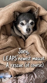 Joey mascot