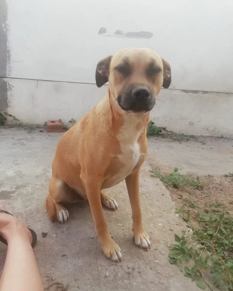 Layla-2