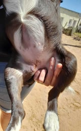 Roxy after cage rest