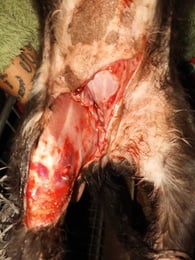 Roxy injured original