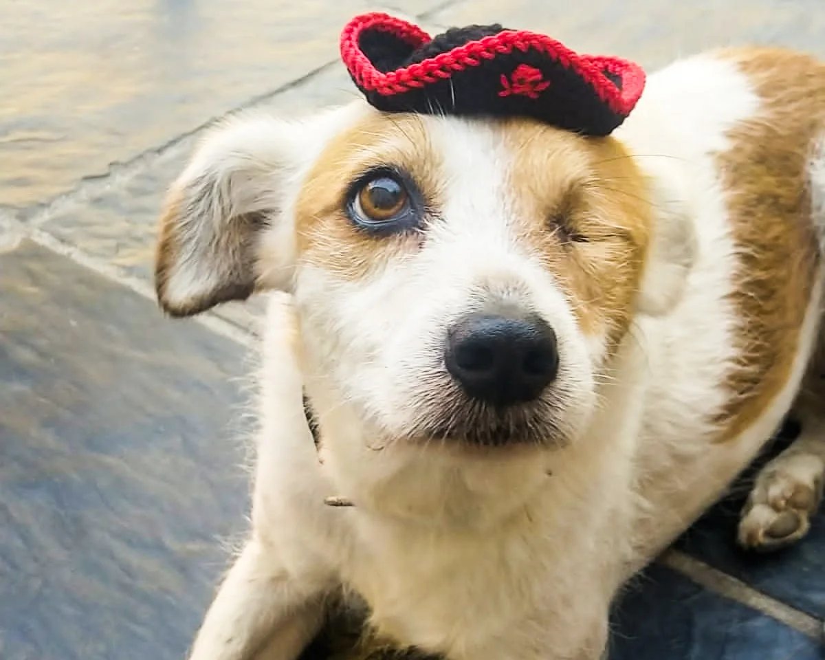 dog